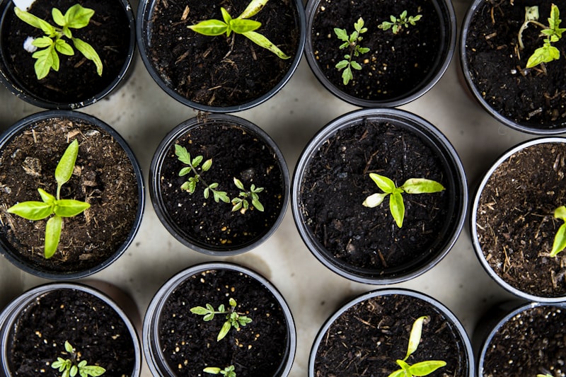 Shade cloth over seedlings